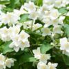 Jasmin